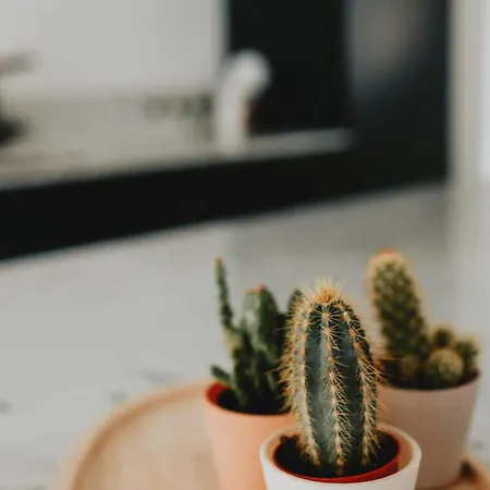 Zacht Zilt 아파트 *